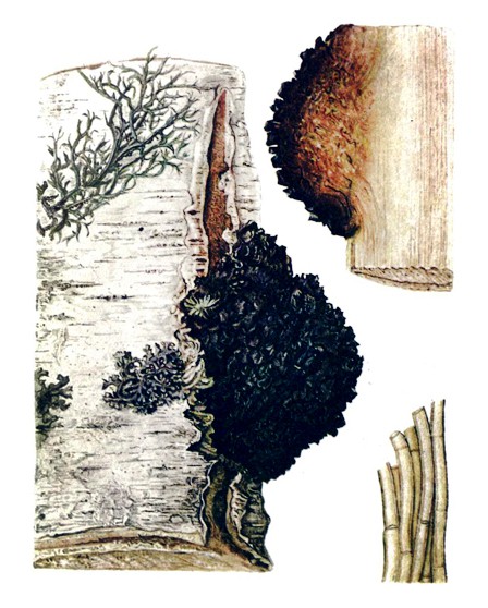 chaga