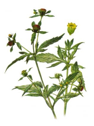 chereda