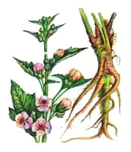 Marshmallow root extract