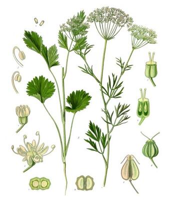 Anise