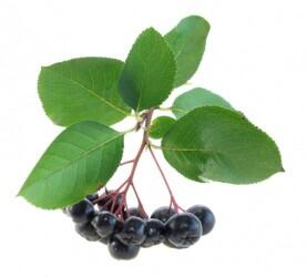 Aronia chokeberry