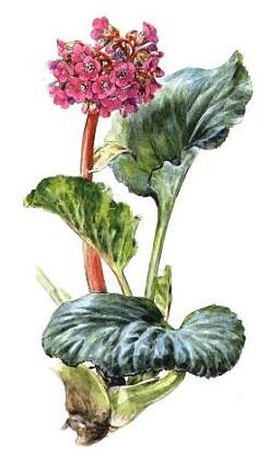 Bergenia rhizomes