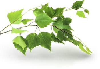 Birch leaves