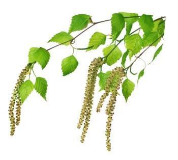Birch buds