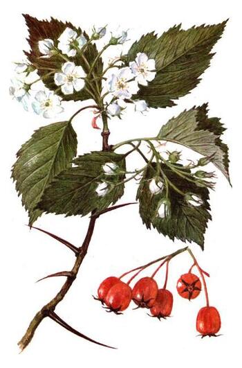 Hawthorn flowers and fruits