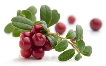 Lingonberry leaves