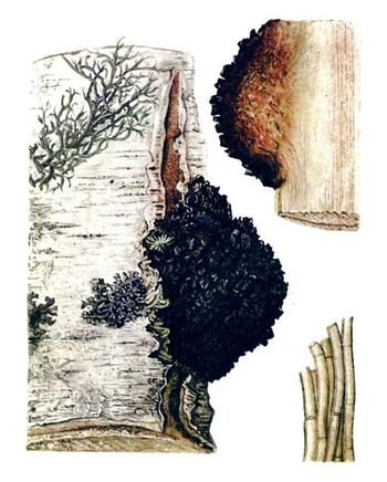 Chaga