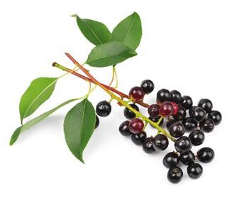 Bird cherry fruits