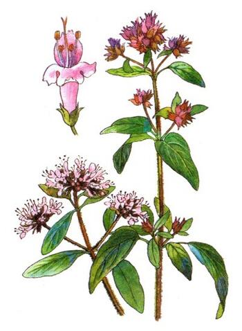 Oregano herb