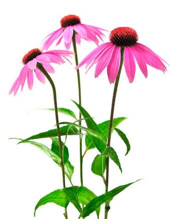 Echinacea purpurea herb
