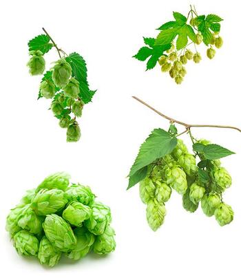 Hop
