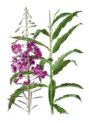 Fireweed