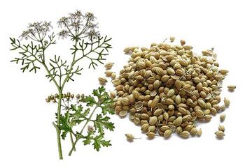 Coriander fruit