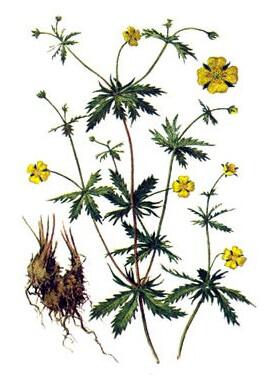 Cinquefoil rhizomes