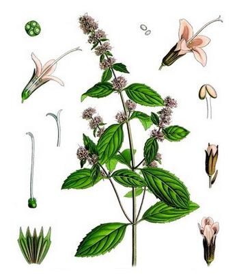 Peppermint