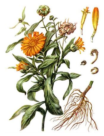 Marigold flowers