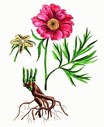 Peony rhizomes with roots