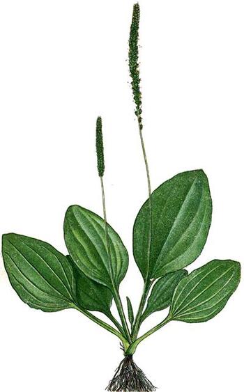 Large plantain leaves