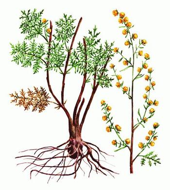 Wormwood herb