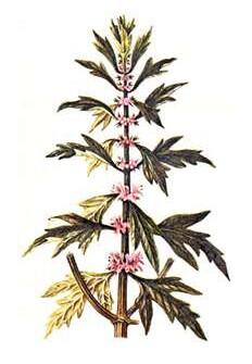Motherwort