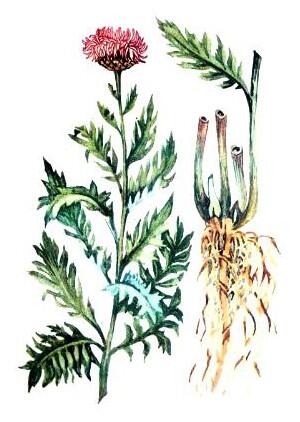Raponticum rhizomes