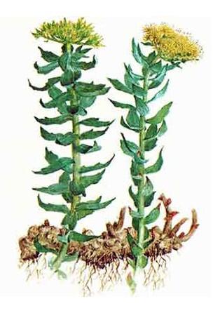 Rhodiola rosea rhizomes and roots