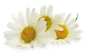Pharmaceutical camomile