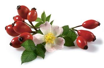 Rosehip fruits