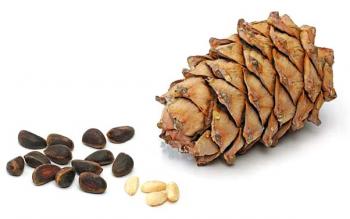 Cedar pine seeds