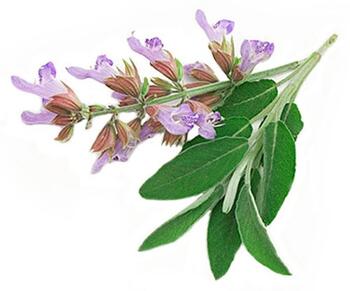 Sage leaves