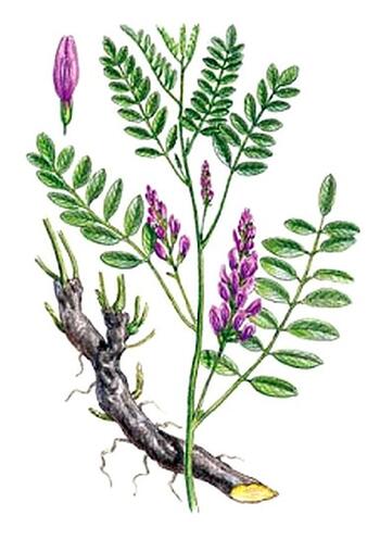 Licorice roots