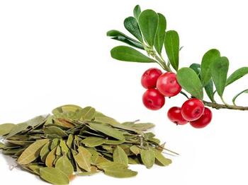 Bearberry leaves