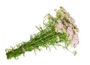 Yarrow grass